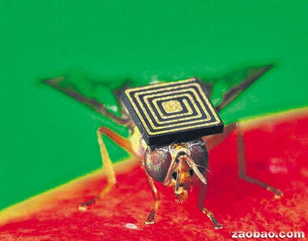 澳洲研究人员正在研发一种1.5毫米长的感应器，黏附在果蝇身上以追踪果蝇的滋生温床。