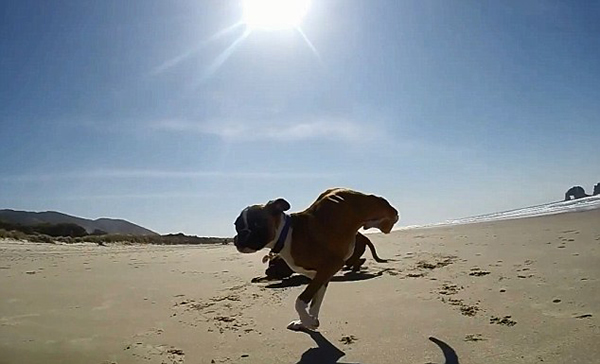 �����м�ȭʨȮ���������ܻ����