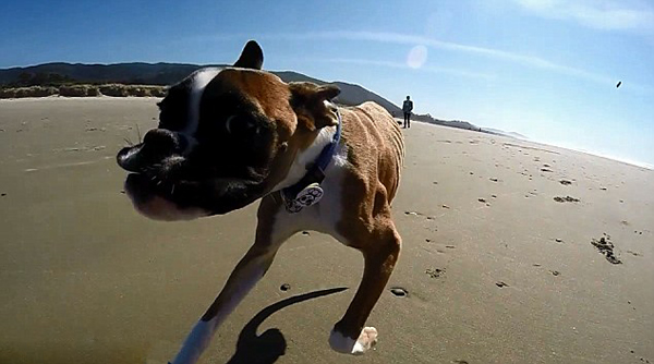 �����м�ȭʨȮ���������ܻ����