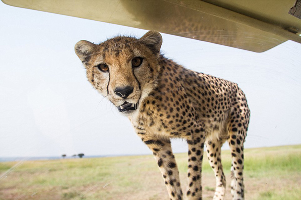 坦桑尼亚塞伦盖蒂平原自驾游 小猎豹跳上车盖