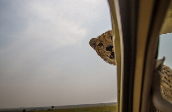 坦桑尼亚塞伦盖蒂平原自驾游 小猎豹跳上车盖