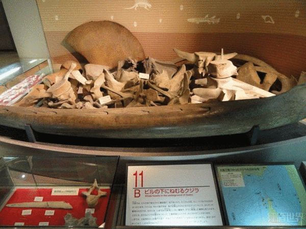 从3500万年的鲸鱼化石中提取酵母酿造