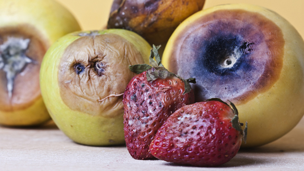 细菌策略:在最短时间内破坏食物使大型动物对其提不起食欲