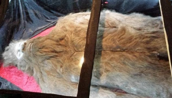 美国男子伪造“大脚怪”巡展谋利