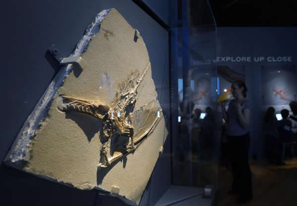 一件翼龙化石展品在纽约美国自然历史博物馆展出