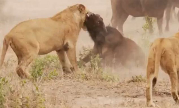 �Ϸ�ˮţ��սʨȺ��Ӫ������δ��