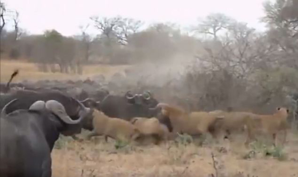 �Ϸ�ˮţ��սʨȺ��Ӫ������δ��