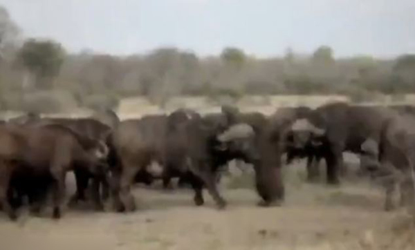 �Ϸ�ˮţ��սʨȺ��Ӫ������δ��