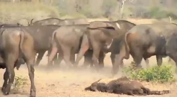 �Ϸ�ˮţ��սʨȺ��Ӫ������δ��