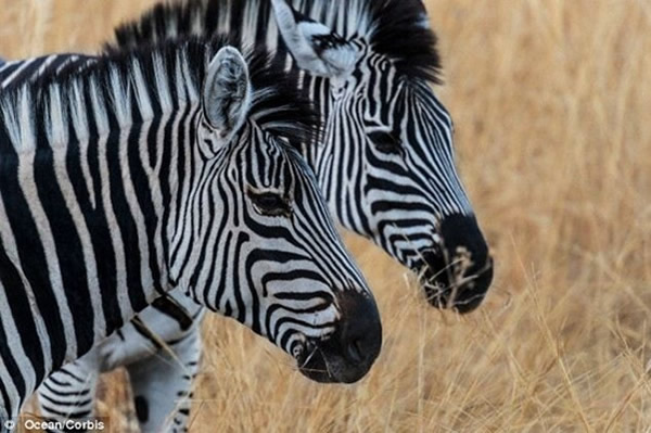 ����һ��ë���Ƚ϶�