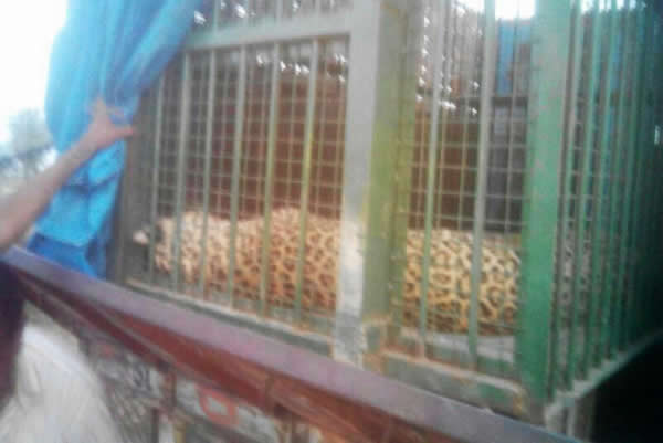 һֻҰ����������ӡ��С��ׯ��ʳҧ��9������