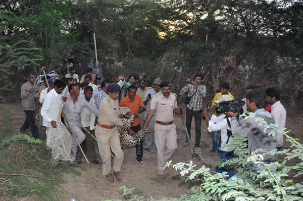 һֻҰ����������ӡ��С��ׯ��ʳҧ��9������