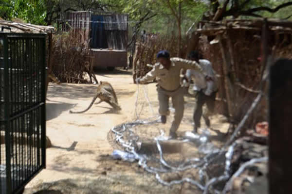 һֻҰ����������ӡ��С��ׯ��ʳҧ��9������