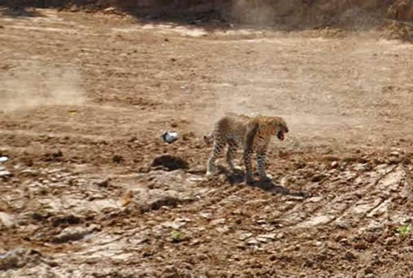 һֻҰ����������ӡ��С��ׯ��ʳҧ��9������