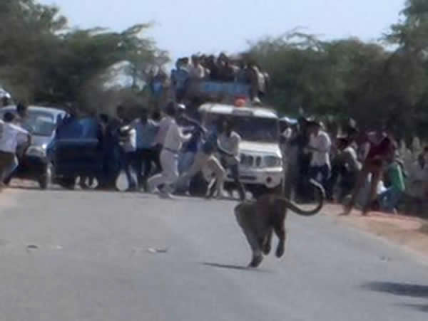 һֻҰ����������ӡ��С��ׯ��ʳҧ��9������