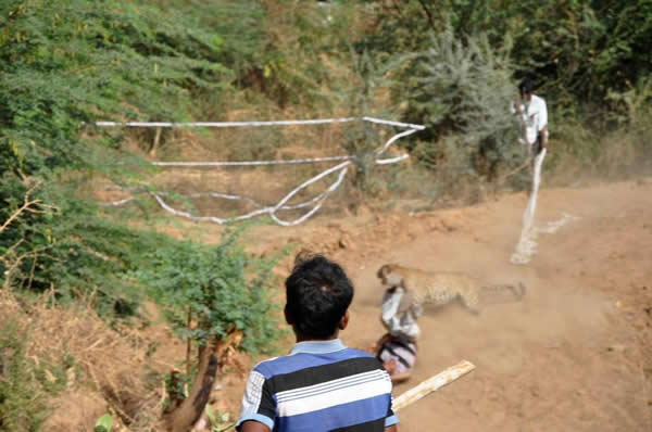 һֻҰ����������ӡ��С��ׯ��ʳҧ��9������