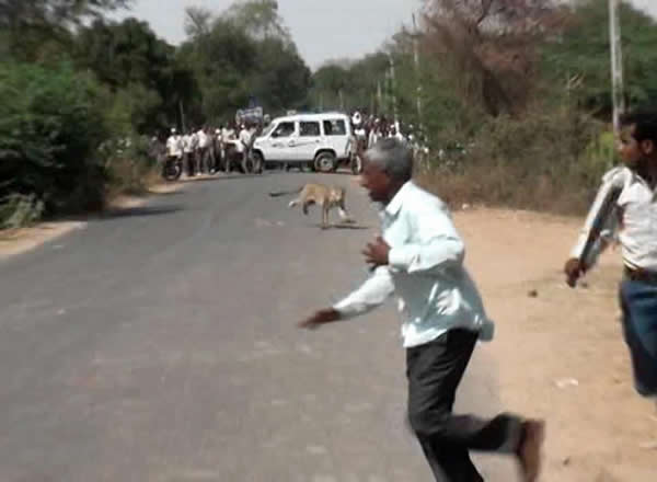 һֻҰ����������ӡ��С��ׯ��ʳҧ��9������