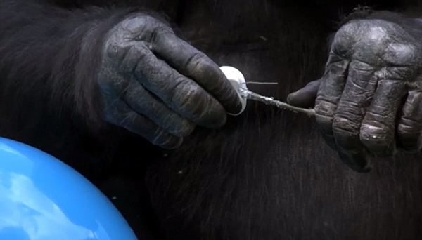 Ӣ���㲥��˾��¼Ƭ��������չ���鳤�ද����Ȥ����Ϊ