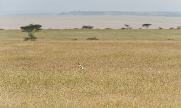 �����������������ԭ�Ա���ʳ����ľ��ʻ���