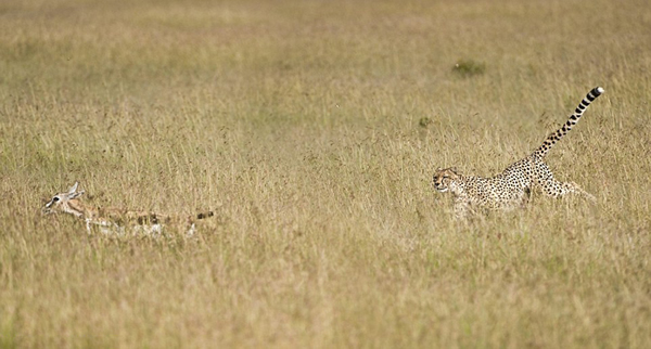 �����������������ԭ�Ա���ʳ����ľ��ʻ���