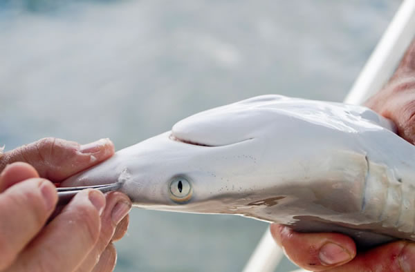 A blacktip shark is fitted with nose plugs for a study on sensory systems in sha