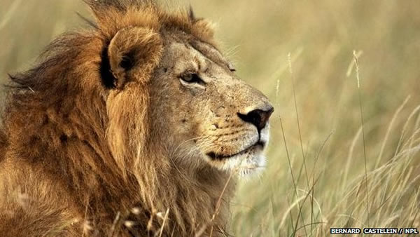 基因测序显示狮子起源于约12万年前