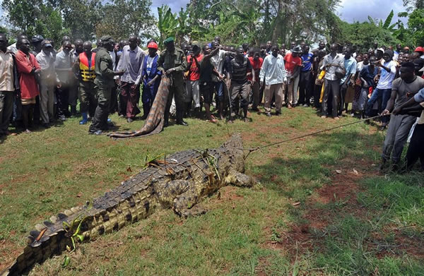 乌干达捕获一只重达1公吨的巨型食人鳄鱼