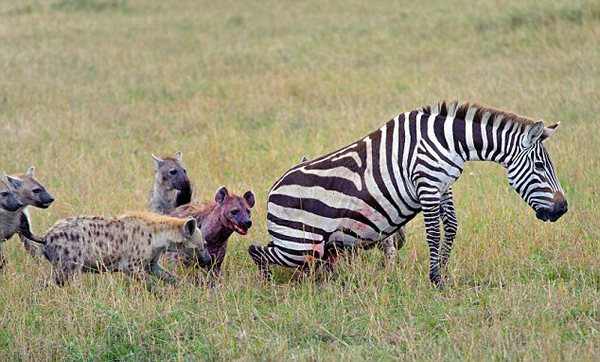 肯尼亚马赛马拉国家保护区怀孕斑马惨遭20条髭狗围攻吞食