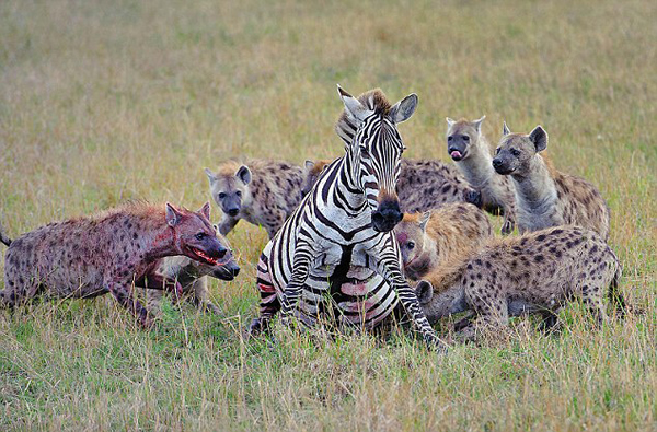 肯尼亚马赛马拉国家保护区怀孕斑马惨遭20条髭狗围攻吞食