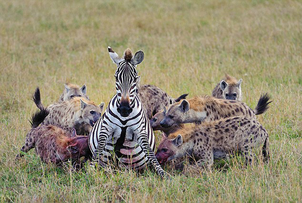 肯尼亚马赛马拉国家保护区怀孕斑马惨遭20条髭狗围攻吞食