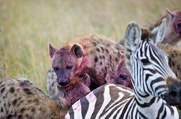 肯尼亚马赛马拉国家保护区怀孕斑马惨遭20条髭狗围攻吞食