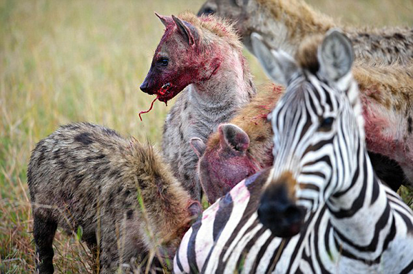 肯尼亚马赛马拉国家保护区怀孕斑马惨遭20条髭狗围攻吞食