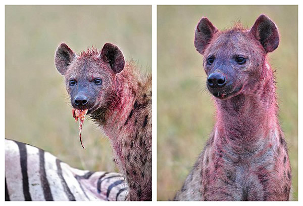 肯尼亚马赛马拉国家保护区怀孕斑马惨遭20条髭狗围攻吞食