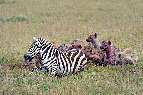 肯尼亚马赛马拉国家保护区怀孕斑马惨遭20条髭狗围攻吞食