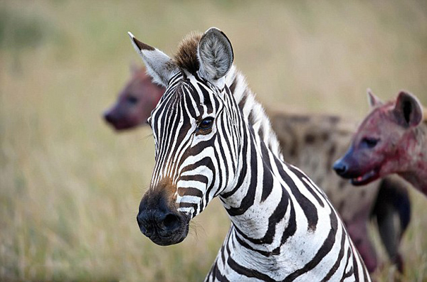 肯尼亚马赛马拉国家保护区怀孕斑马惨遭20条髭狗围攻吞食