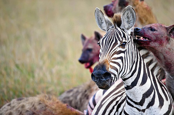 肯尼亚马赛马拉国家保护区怀孕斑马惨遭20条髭狗围攻吞食