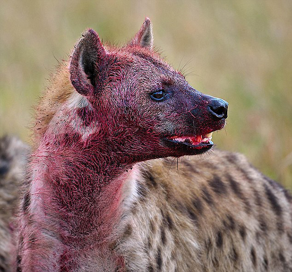 肯尼亚马赛马拉国家保护区怀孕斑马惨遭20条髭狗围攻吞食