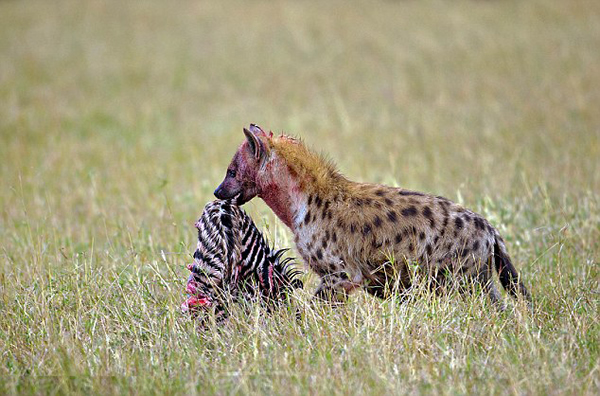 肯尼亚马赛马拉国家保护区怀孕斑马惨遭20条髭狗围攻吞食