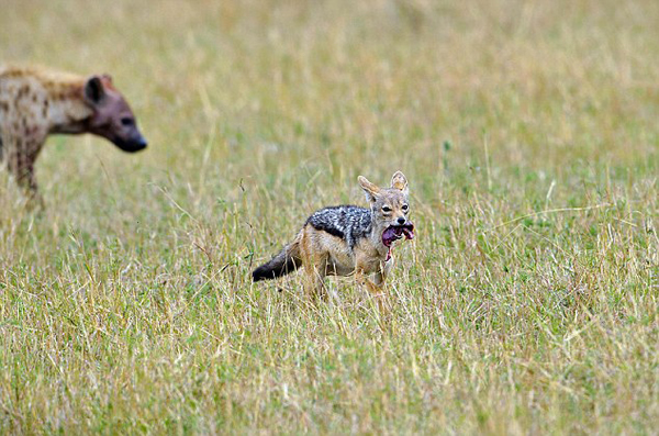 肯尼亚马赛马拉国家保护区怀孕斑马惨遭20条髭狗围攻吞食