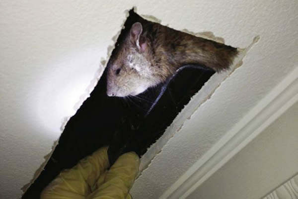 英国一只60公分大老鼠在天花板探头吓傻屋主