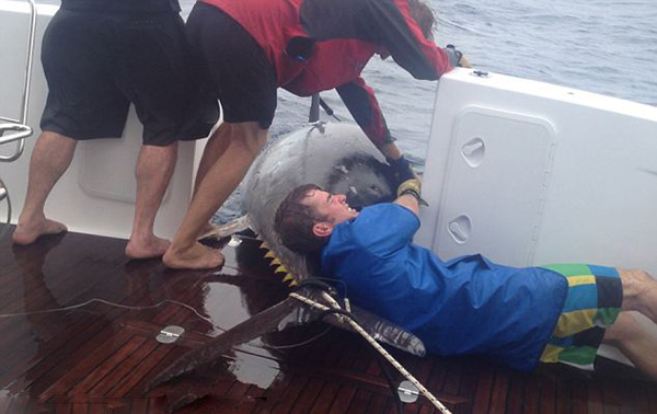 新西兰56岁女渔夫捕获411.6千克太平洋蓝鳍金枪鱼 或打破世界纪录