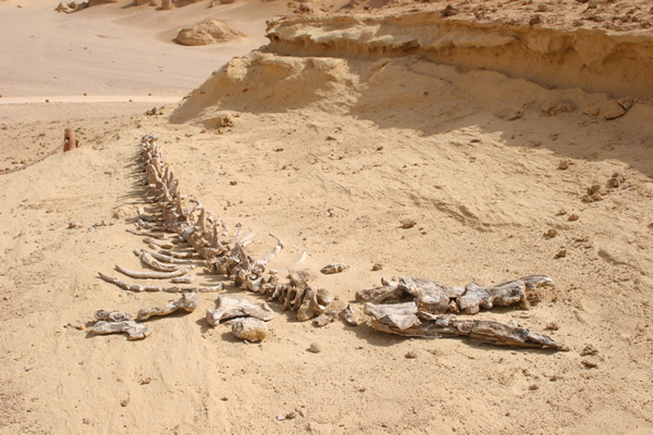 埃及“鲸鱼谷”里的鲸鱼化石