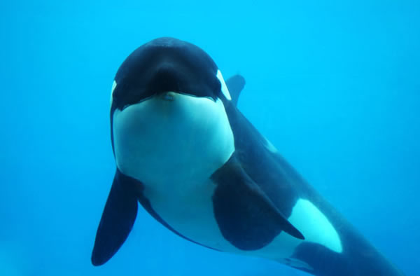 An orca at SeaWorld watches a photographer from underwater.