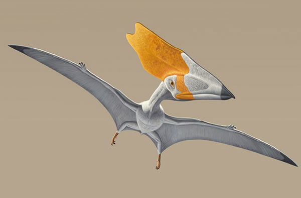 Thalassodromeus sethi had a crest three times larger than the entire rest of its