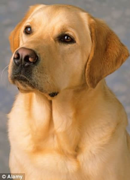 ����һ����ͥ����һֻ����������Ȯ��Ϊ��֤����