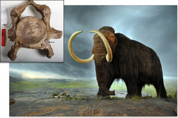 近亲繁殖加速了猛犸象的灭绝