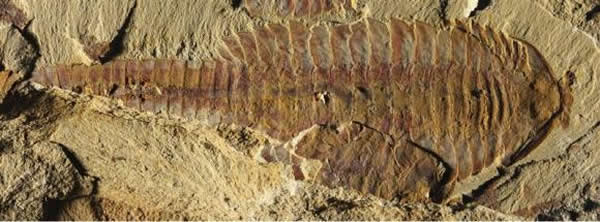 云南发现5.2亿年前动物心血管系统完整化石