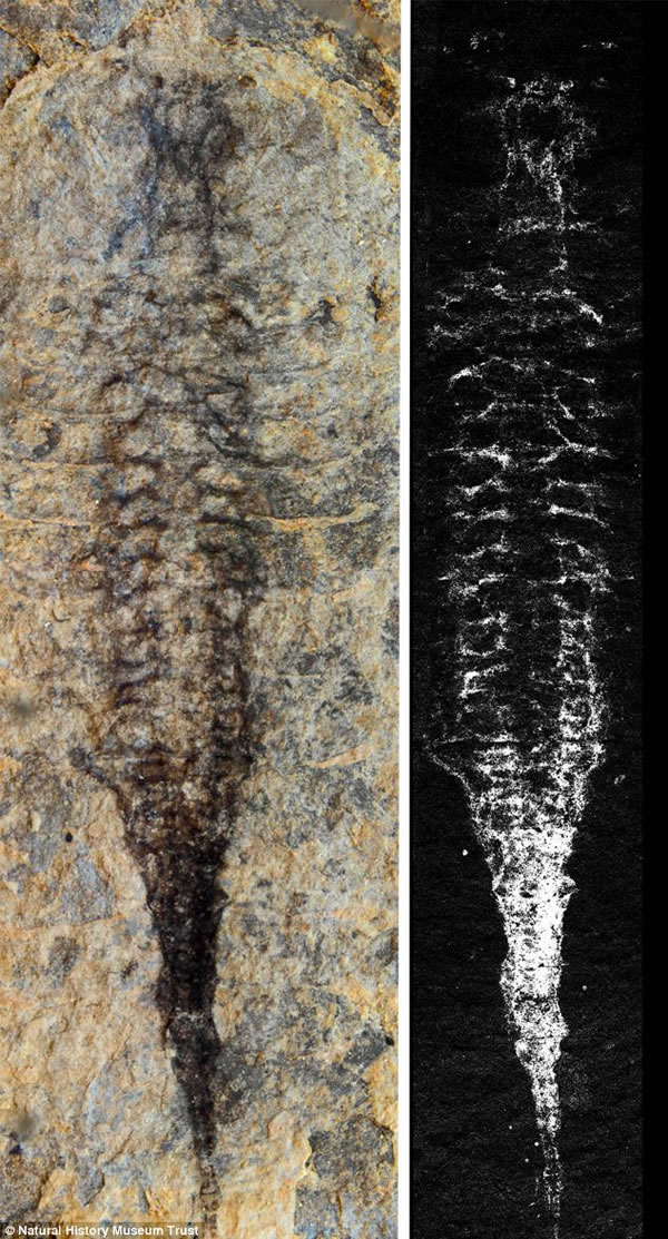 左图是延长抚仙湖虫轮廓的暗色碳痕迹，右图是X射线扫描图像。