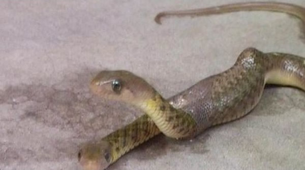 ӡ��С��ׯ����һ��������˫ͷ����