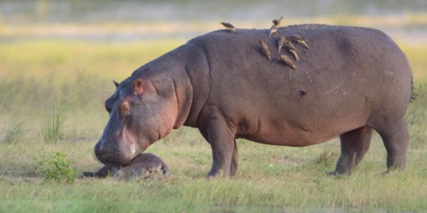 ���޲������ɺ��������ػ�����ʬ����ᰧ��